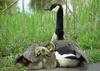 Goose family