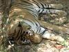 Napping tiger