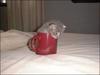 Do I LOOK like a mocha latte to you?!