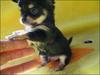 Will you be my new daddy?  I be your best fwiend!