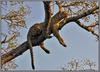 Relaxing Leopard
