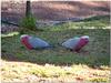 Galahs