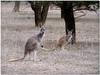 Red kangaroo and joey