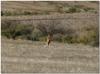 Male red kangaroo