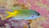 Guam Damsel (Pomachromis guamensis)