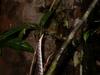Snake's head up