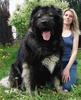 Big dog