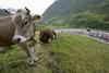 Spectator cows