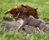 pigs playing