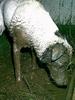dirty dog