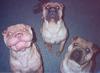 3 shar-pei