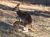 Baby euro (Wallaby) hides his head