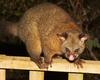 Brushtail possum