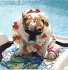 buster-pool