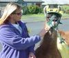 funny llamas 03