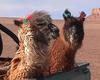 funny llamas 10