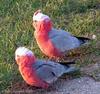 galah-bird