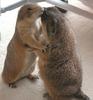 kissing animals