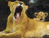 lions