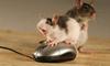 mouse orgy