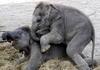 naughty elephants