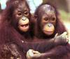 orangutans