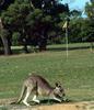 roo-anglesea-golf-01