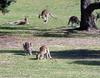 roo-anglesea-golf-02