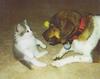 Kitten and Dog