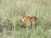 Tigress
