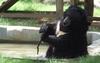 Bear at Ahmedabad Zoo , copyrights 2006 , Maulik Suthar