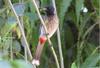 Red Vented Bulbul, (Pycnonotus cafer), copyrights 2006 , Maulik Suthar