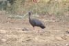 Black Ibis (Pseudibis papillosa) , copyrights 2006 , Maulik Suthar