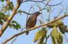 Brahminy Starling, (Sturnus pagodarum)