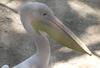 Pelican
