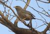 common babbler (Turdoides caudata) , copyrights 2006 , Maulik Suthar