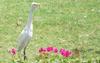 cattle egret