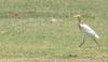 Cattle Egret (Bubulcus ibis), copyrights 2006 , Maulik Suthar