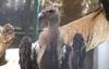 Indian White-backed Vulture (Gyps bengalensis), copyrights 2006 , Maulik Suthar