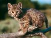 Baby bobcat
