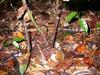 Find the lizard