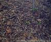 Find the snake