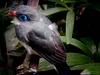 Blue-eyed bird??? Can anyone ID what is this?