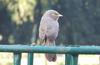 Common Babbler (Turdoides caudata) , copyrights 2006 , Maulik Suthar