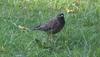 Common Myna - Acridotheres tristis, copyrights 2006 , Maulik Suthar