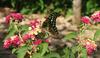 Butterfly , copyrights 2006 , Maulik Suthar