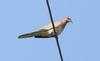 Eurasian Collared Dove , copyrights 2006 , Maulik Suthar