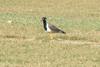 Red-wattled Lapwing (Vanellus indicus) , copyrights 2006 , Maulik Suthar