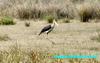 Greater adjutant (Leptoptilos dubius) , copyrights 2006 , Maulik Suthar