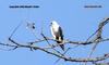 Black shoulder Kite , copyrights 2006 , Maulik Suthar